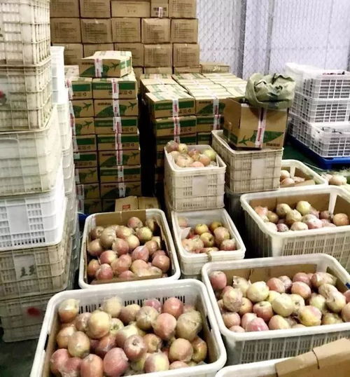京東濮陽館助戶部寨130噸紅富士蘋果銷往全國，農(nóng)副產(chǎn)品銷售創(chuàng)新模式